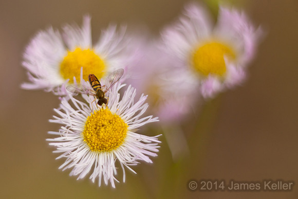 Syrphid Fly on Fleebane