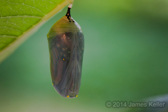 Monarch Chrysalis 1