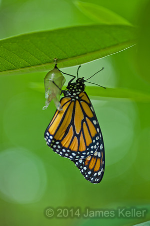 Baby Monarch