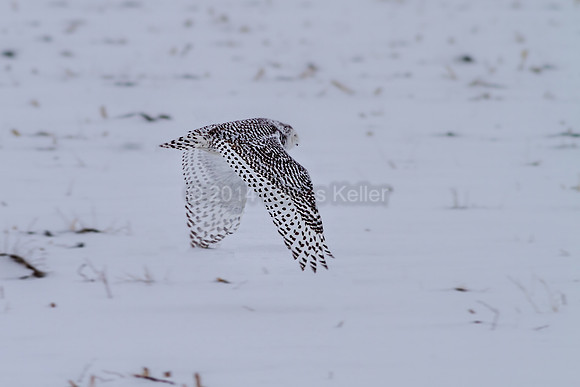 Snowy Owl-Color
