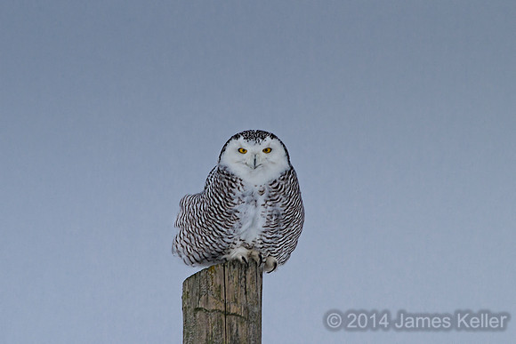 Snowy Owl