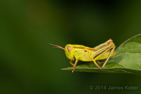 Green Grasshopper