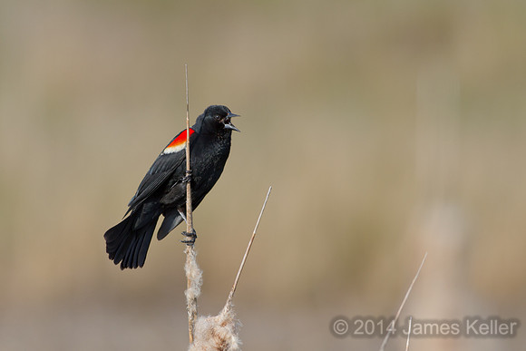 Male Red-winged Blackbird